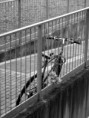/album/galleria-fotografica/bici-jpg/