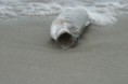 /album/galleria-foto-mare/img-2601-jpg/